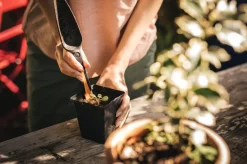 Siementen istutuslapio